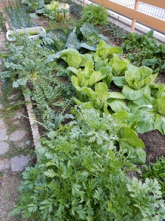 自宅の家庭菜園の写真（春菊・大根・白菜・キャベツ・水菜）を通して、周りの生き物との協力に関して解説しています。